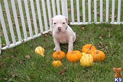 American Bulldog Puppies for Sale